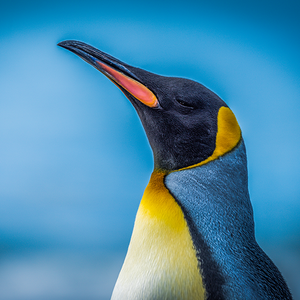 可爱同江2O9 头像