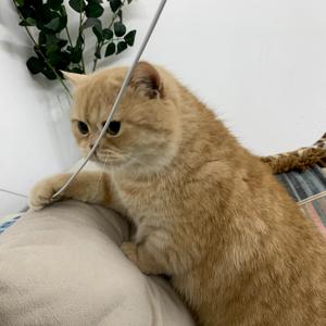 自由的美食俘虏 头像