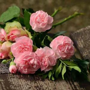 分享小文案 头像