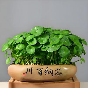 文青爱美食 头像