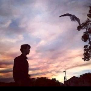 儒雅的鹏哥 头像