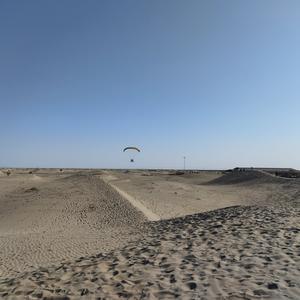 一只金小财 头像