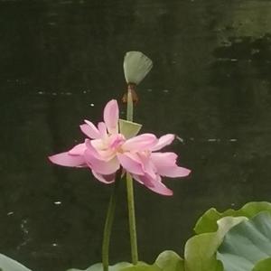 爱折腾的雌老虎 头像