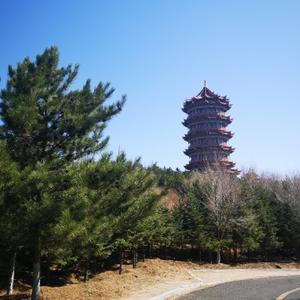 长青松74