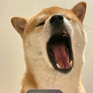 睡不醒的柚子狸 头像