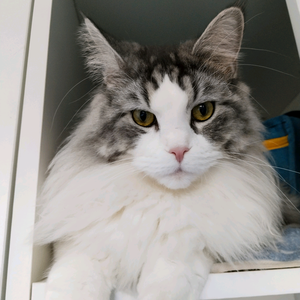 妍妍家萌宠 头像