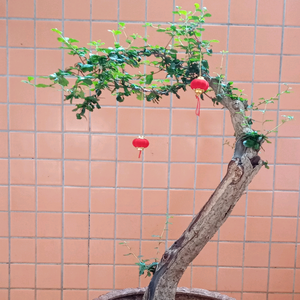 安逸的空中花园 头像