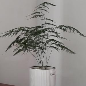 自由人188743236 头像