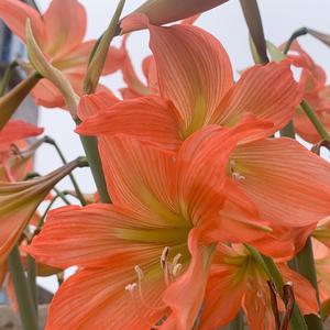 麻将女神萌萌 头像