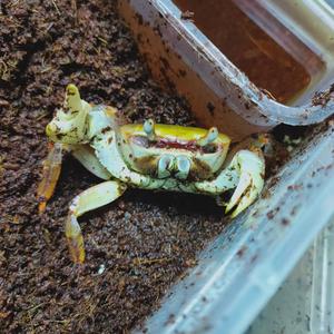 螃蟹人的生物空间 头像