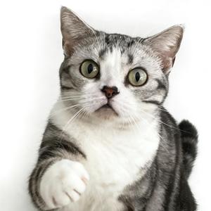 吸猫小能手 头像