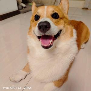 loki是只柯基 头像