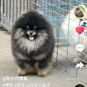 黄金局小媛媛