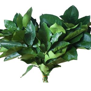 娱乐狂欢者阿鑫 头像