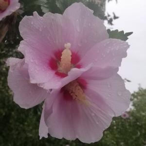 梅红傲霜