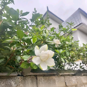 寻常女人家 头像