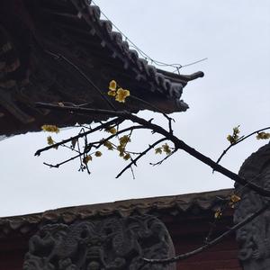 高冷晚风LD 头像