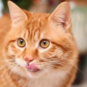 好文直推丶 头像