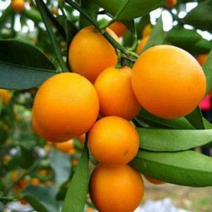 快乐金钱桔 头像