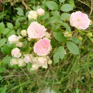 菜鸟一只鱼 头像