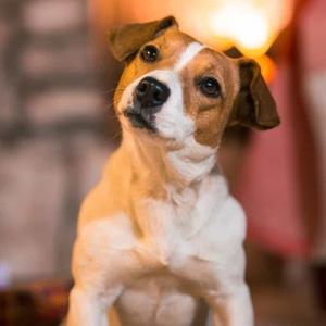 转播软件同步大师 头像