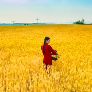 麦田里的过去事 头像