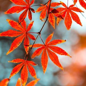 自由碧水云天
