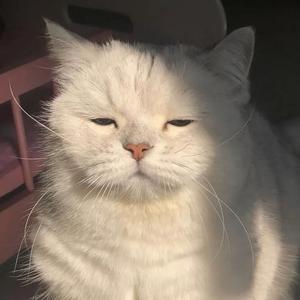 正直咖啡Vq 头像