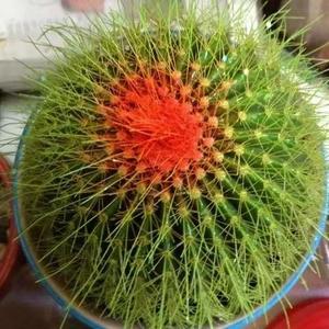 知情达理枫叶 头像