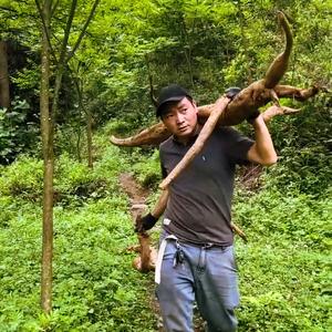 与星行走《贵州大山17年》 头像