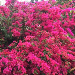 i运动莎莎 头像