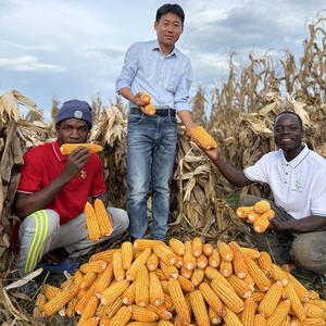 亚哥在安哥拉农业 头像