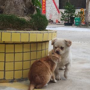 背着芝士走世界的传播