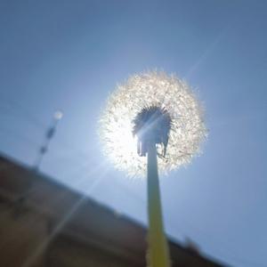 Dandelion 头像