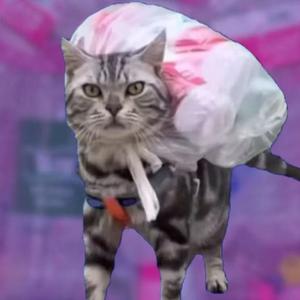 乐色猫meme 头像