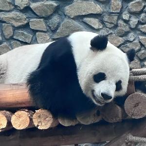 沙月十三 头像