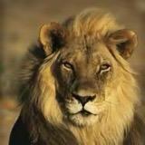 阿张动物世界yyds 头像