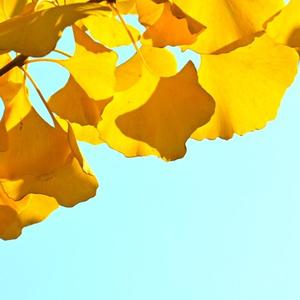 一半草