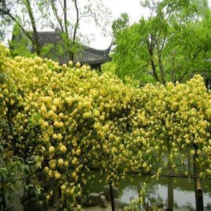 小二种植园 头像