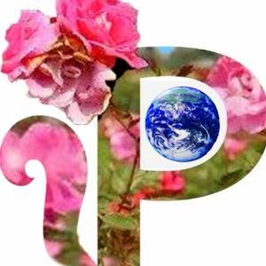 PS-AI爱好者 头像