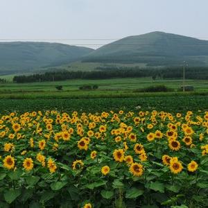 就希望自由自在