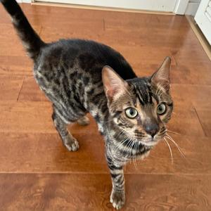 黑糖波波猫 头像