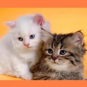 春秋以你入画 头像