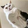 我是猪 头像