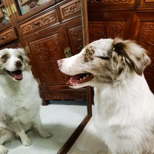 唐小哥养萌宠 头像