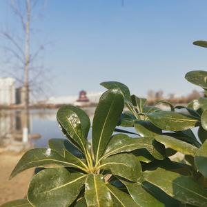 雪泛小说剧头像