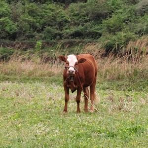 包先生的包 头像