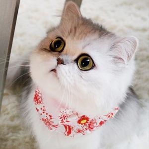 讲故事的璀璨喵 头像