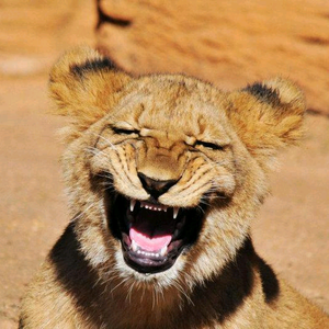 方叔动物园 头像