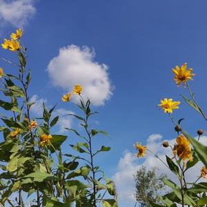 芦苇一人行头像